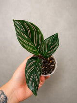 Calathea Ornata Pinstripe in 3" Pot - Live Houseplant - Prayer Plant - Tropical Houseplant
