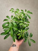 Green Schefflera Live Plant in 3" Pot - Umbrella Plant - Indoor Houseplant - Easy Care Tropical Office Plant