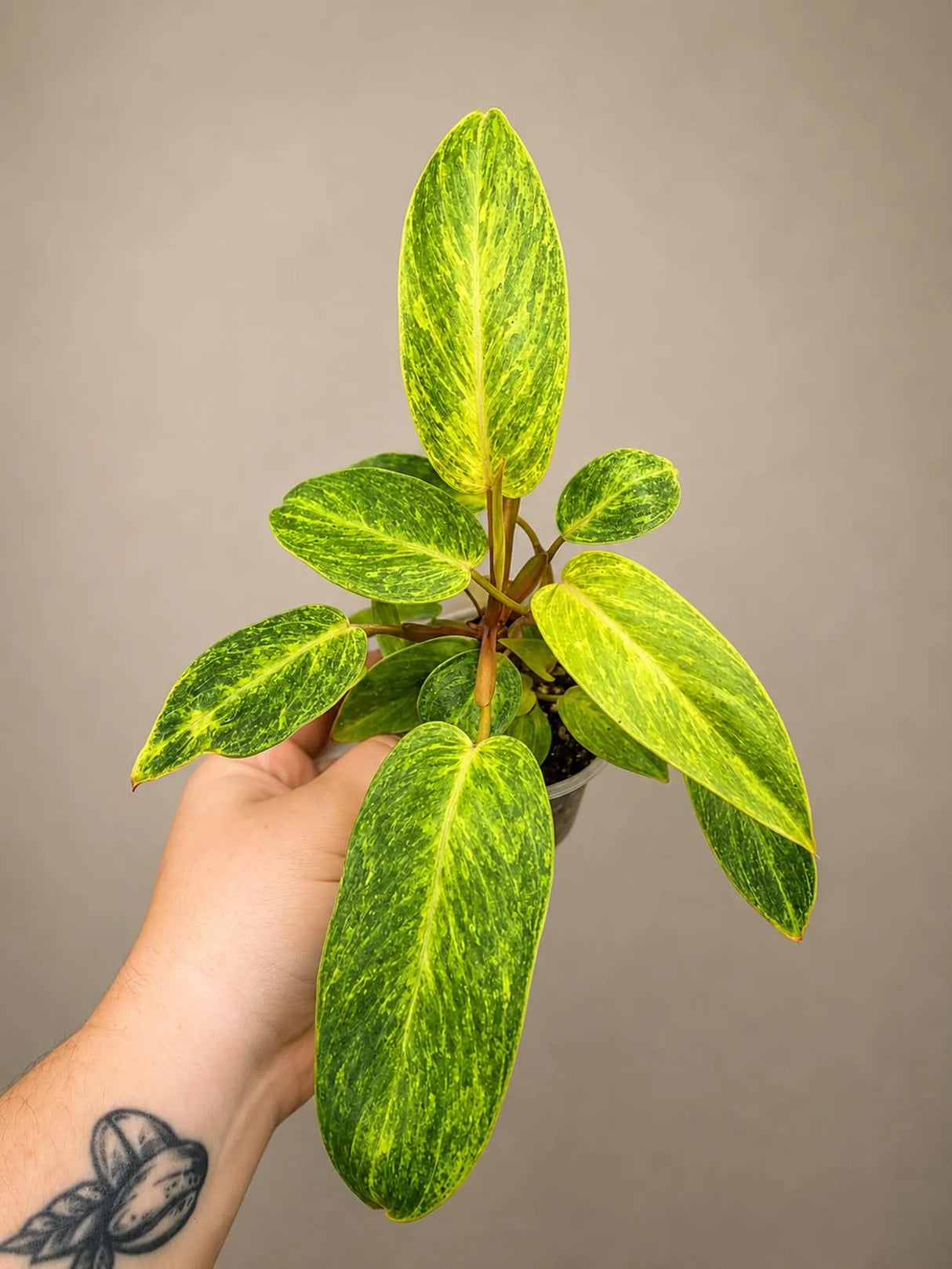 Philodendron Painted Lady 4" - Rare Philodendron - Tropical Houseplant - Aroid Plant - Live Indoor Plant - Plant Lover Gift