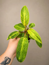 Philodendron Painted Lady 4" - Rare Philodendron - Tropical Houseplant - Aroid Plant - Live Indoor Plant - Plant Lover Gift