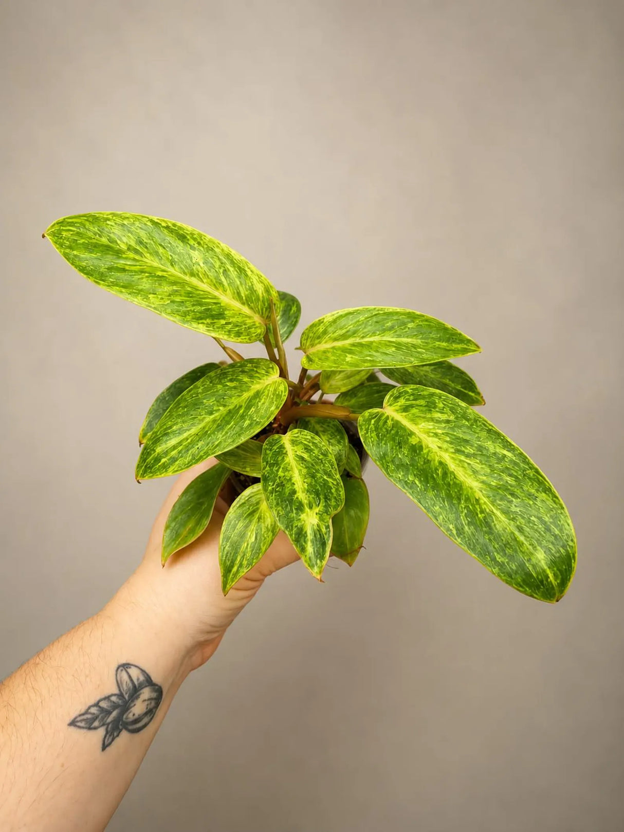 Philodendron Painted Lady 4" - Rare Philodendron - Tropical Houseplant - Aroid Plant - Live Indoor Plant - Plant Lover Gift
