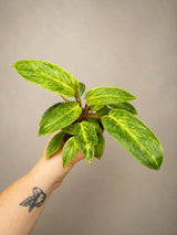 Philodendron Painted Lady 4" - Rare Philodendron - Tropical Houseplant - Aroid Plant - Live Indoor Plant - Plant Lover Gift