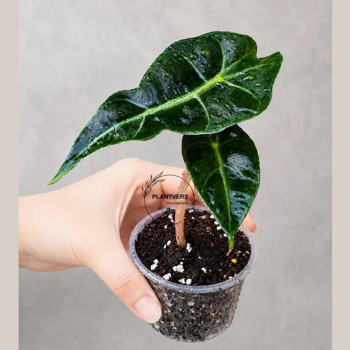 Alocasia Polly in 3" Pot - Alocasia Amazonica - Live Plant - Tropical Indoor Plant