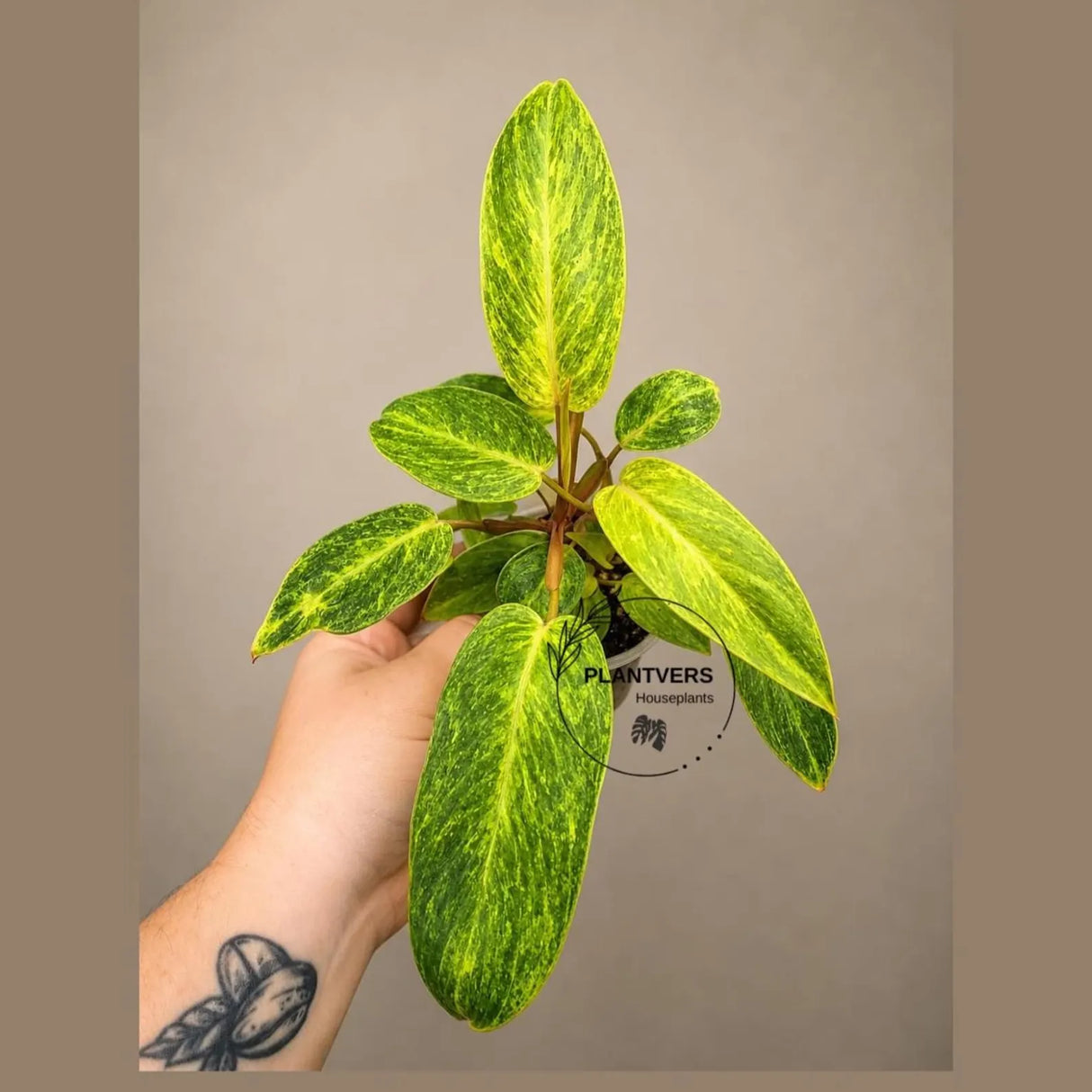 Philodendron Painted Lady 4" - Rare Philodendron - Tropical Houseplant - Aroid Plant - Live Indoor Plant - Plant Lover Gift