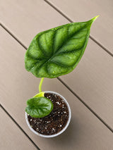 Alocasia Dragon Scale Starter Plant in 3" Pot - Rare Alocasia - Aroid Plant - Indoor Live Tropical Plant