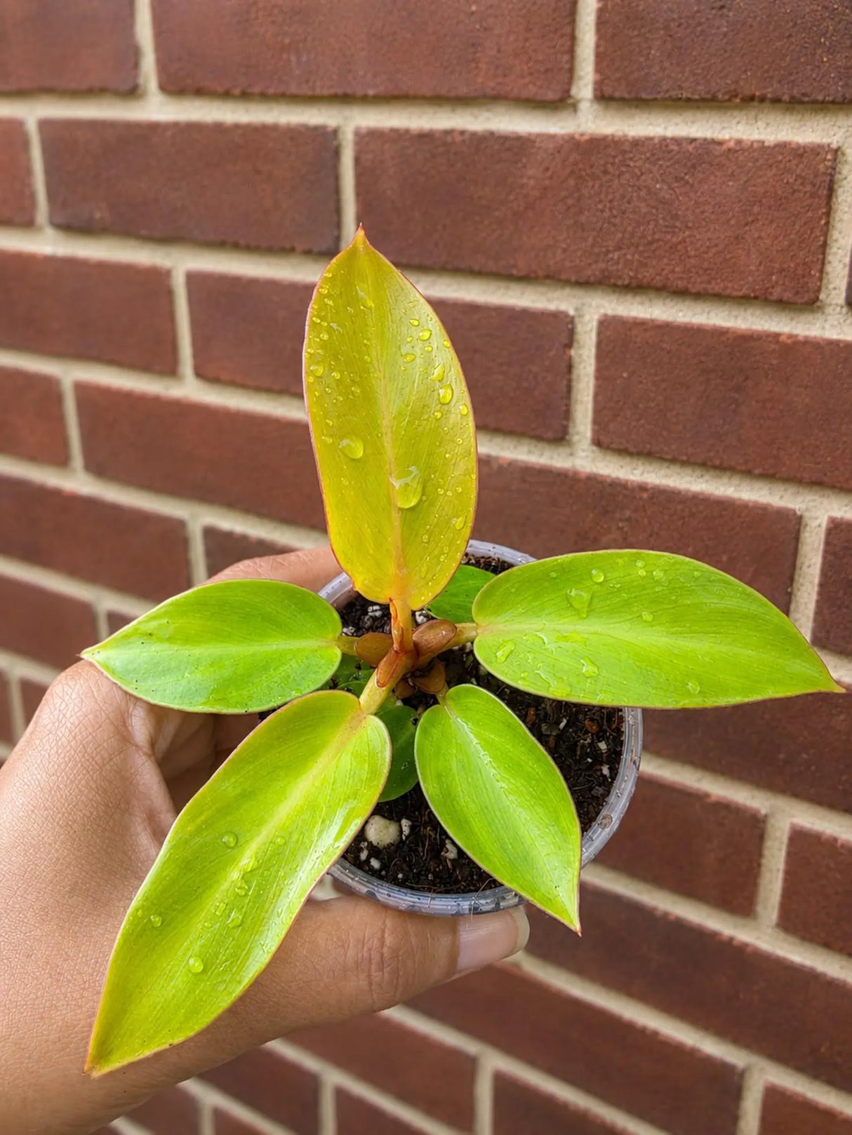 Philodendron Red Sun Starter Plant in 3" Pot - Rare Philodendron - Tropical Indoor Live Plant - Exotic Plant