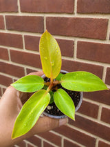 Philodendron Red Sun Starter Plant in 3" Pot - Rare Philodendron - Tropical Indoor Live Plant - Exotic Plant