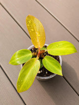 Philodendron Red Sun Starter Plant in 3" Pot - Rare Philodendron - Tropical Indoor Live Plant - Exotic Plant