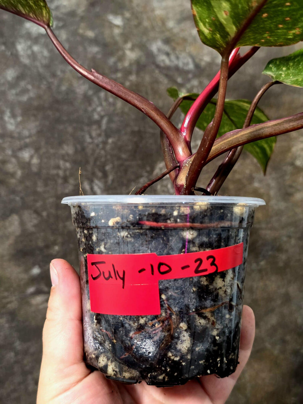 Philodendron Orange Princess - Rare Collector Plant (July-10-23)