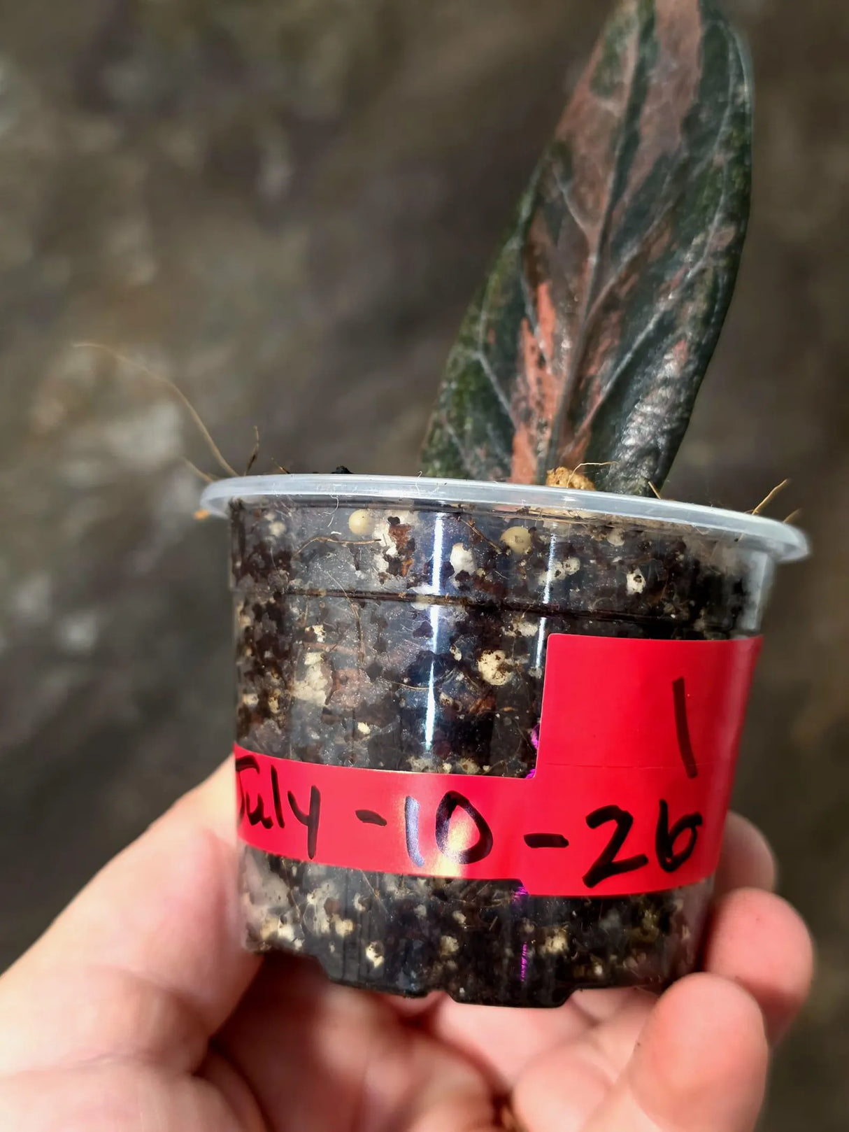 Black Variegated ZZ Plant - Multi Color Zamioculcas (July-10-26-ER)