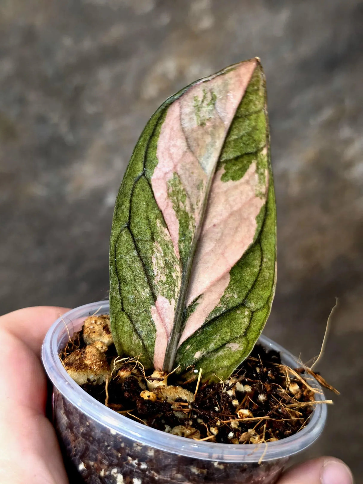 Black Variegated ZZ Plant - Multi Color Zamioculcas (July-10-26-ER)