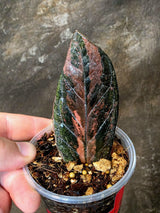 Black Variegated ZZ Plant - Multi Color Zamioculcas (July-10-26-ER)