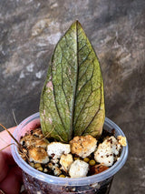 Black Variegated ZZ Plant - Multi Color Zamioculcas (July-10-39-ER )