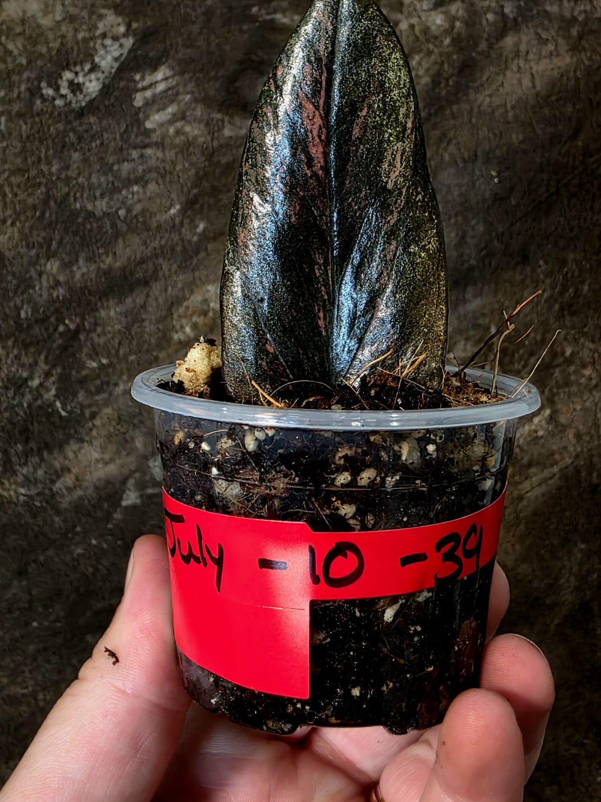 Black Variegated ZZ Plant - Multi Color Zamioculcas (July-10-39-ER )