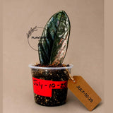 Raven ZZ Pink - Variegated Zamioculcas (July-10-25-ER)