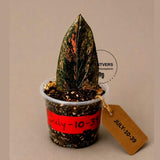 Black Variegated ZZ Plant - Multi Color Zamioculcas (July-10-39-ER )