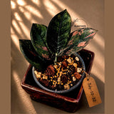 Black Variegated ZZ Plant in a Nursery Pot- Multi Color Zamioculcas - Super Rare EXACT Indoor Plant - US Seller