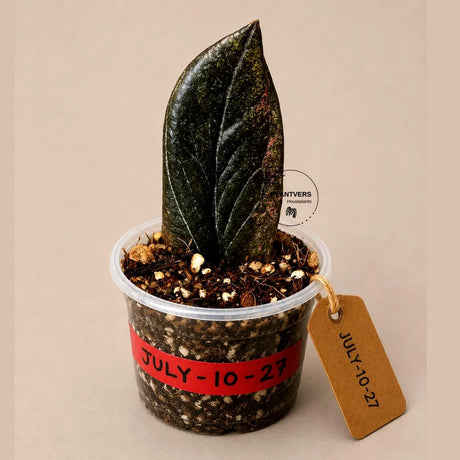 Black Variegated ZZ Plant in a Nursery Pot- Multi Color Zamioculcas - Super Rare EXACT Indoor Plant - US Seller