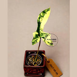 Variegated Philodendron Brown Beauty Live Plant - (July-10-38-ER)