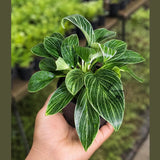 High Variegated Philodendron Birkin Live Plant in 4" Nursery Pot - Rare White Variegated Birkin - Tropical Indoor Houseplant