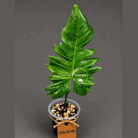 Philodendron Florida Beauty x Mayoi Variegated - Rare Live Plant - Exact Plant - US SELLER