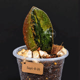 Black Variegated ZZ Plant in a Nursery Pot- Multi Color Zamioculcas - Super Rare EXACT Indoor Plant - US Seller
