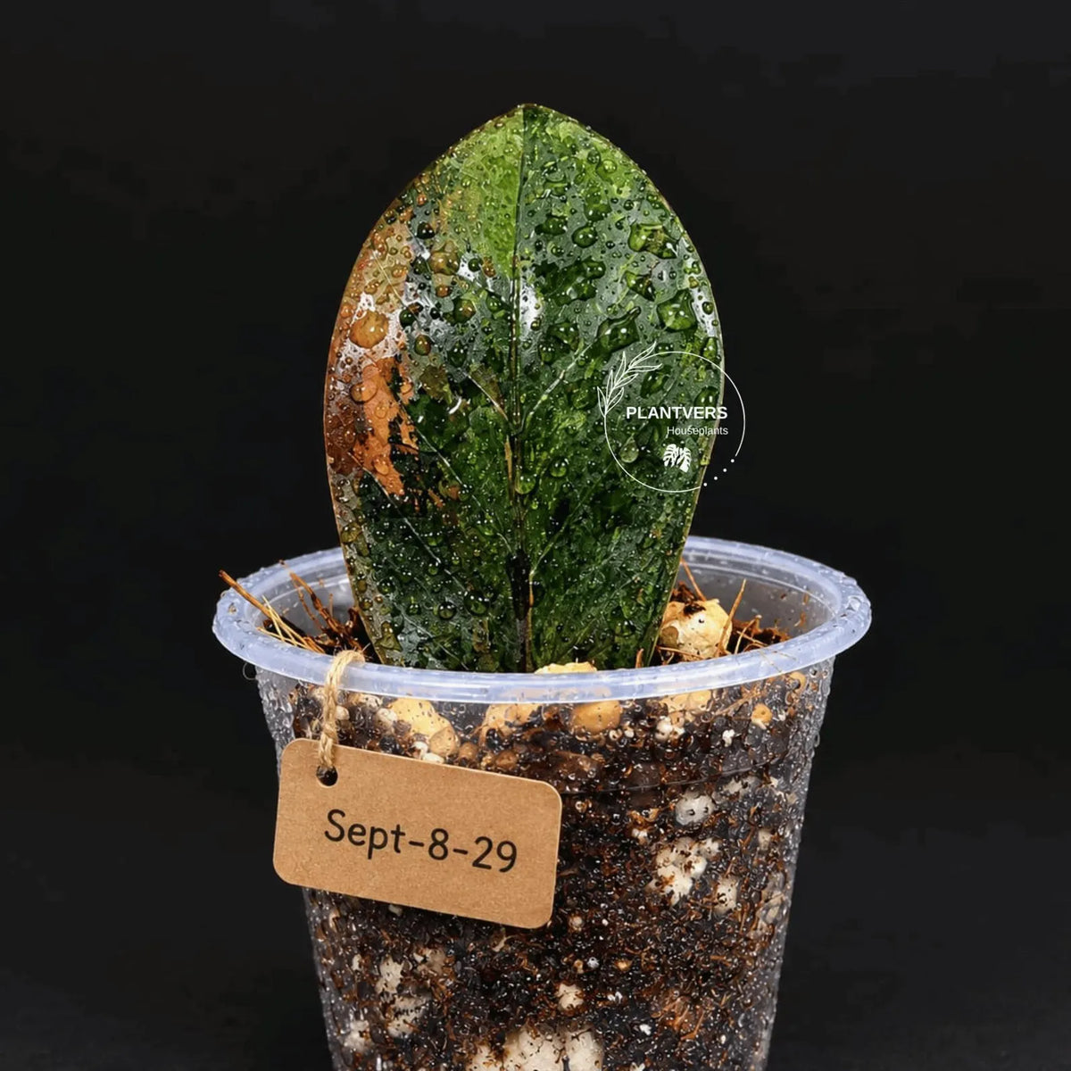 Black Variegated ZZ Plant in a Nursery Pot- Multi Color Zamioculcas - Super Rare EXACT Indoor Plant - US Seller