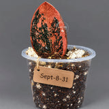 Black Variegated ZZ Plant in a Nursery Pot- Multi Color Zamioculcas - Super Rare EXACT Indoor Plant - US Seller