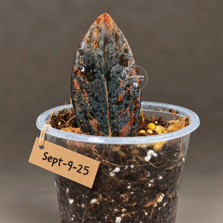 Black Variegated ZZ Plant in a Nursery Pot- Pink Variegated Zamioculcas - Super Rare EXACT Indoor Plant - US Seller