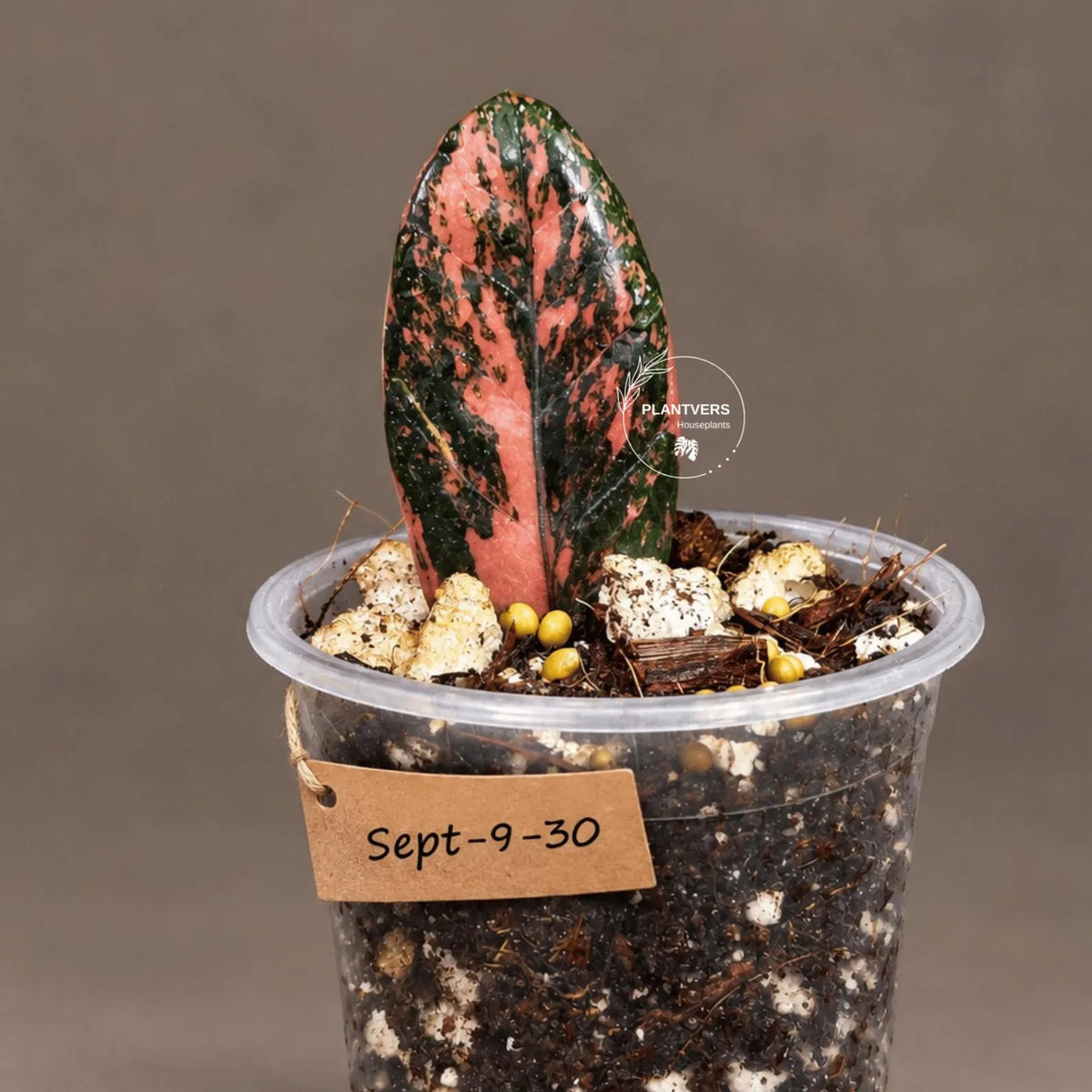 Black Variegated ZZ Plant in a Nursery Pot- Multi Color Zamioculcas - Super Rare EXACT Indoor Plant - US Seller
