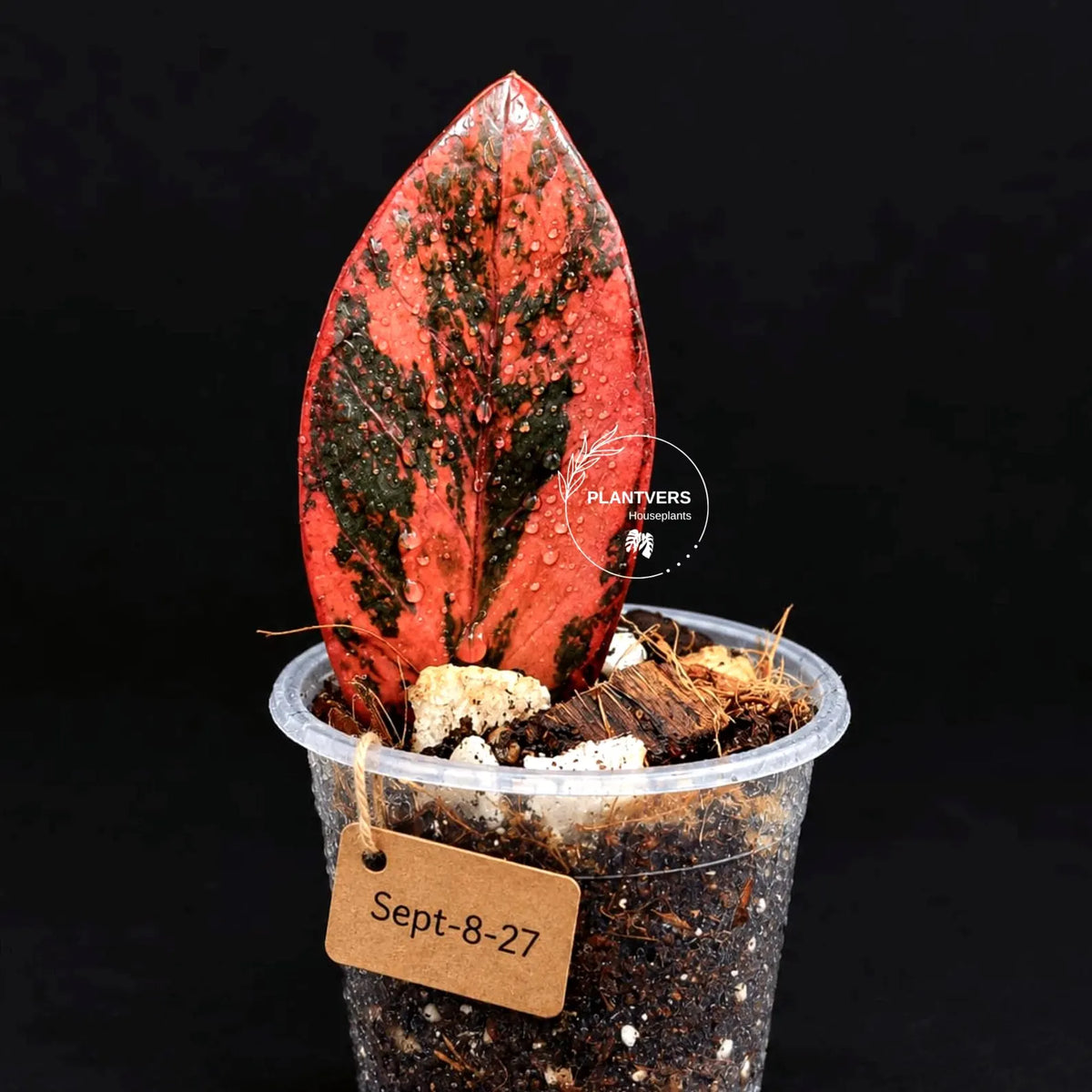 Black Variegated ZZ Plant in a Nursery Pot- Multi Color Zamioculcas - Super Rare EXACT Indoor Plant - US Seller