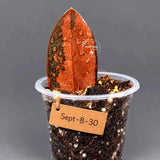 Black Variegated ZZ Plant in a Nursery Pot- Multi Color Zamioculcas - Super Rare EXACT Indoor Plant - US Seller