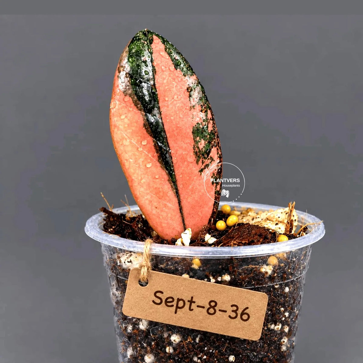 Black Variegated ZZ Plant in a Nursery Pot- Multi Color Zamioculcas - Super Rare EXACT Indoor Plant - US Seller