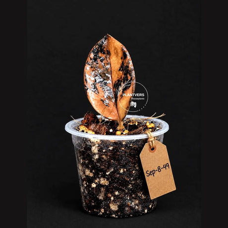 Black Variegated ZZ Plant in a Nursery Pot- Pink Variegated Zamioculcas - Super Rare EXACT Indoor Plant - US Seller