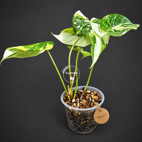Variegated Philodendron Gloriosum Live Plant – Rare Tricolor Aroid – Velvet Leaf Tropical Houseplant – Collector Indoor Plant
