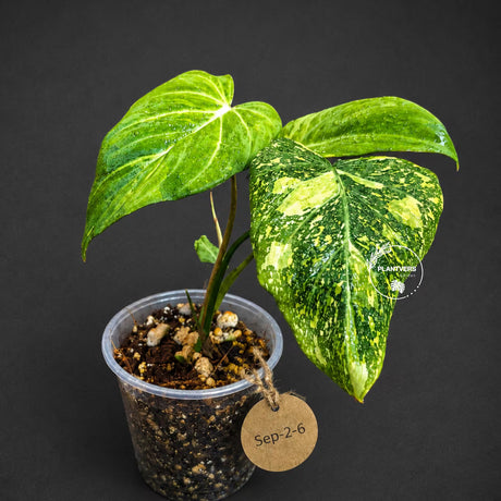 Variegated Philodendron Gloriosum Live Plant – Rare Tricolor Aroid – Velvet Leaf Tropical Houseplant – Collector Indoor Plant