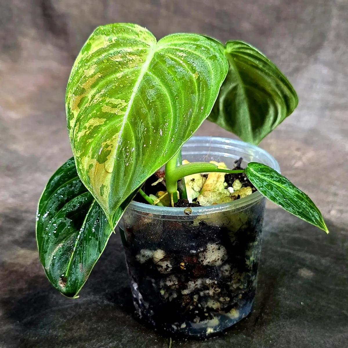 Philodendron Melanochrysum Variegated (Sep-11-28-ER)