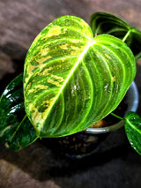 Philodendron Melanochrysum Variegated (Sep-11-28-ER)