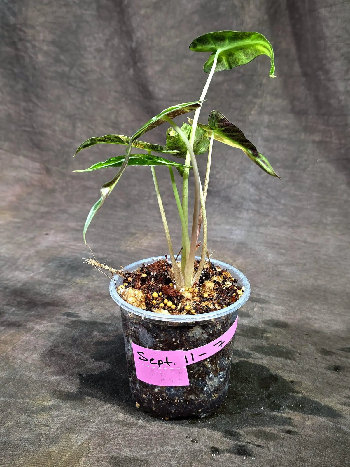 Alocasia Bambino Aurea Variegated (Sep-11-7)