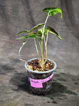 Alocasia Bambino Aurea Variegated (Sep-11-7)