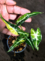 Alocasia Bambino Aurea Variegated (Sep-11-7)
