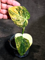 Philodendron Orange Melanochrysum Variegated (Sep-11-15-ER)