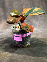 Variegated Black Cardinal Philodendron Live Plant  (Sep-11-16-ER)