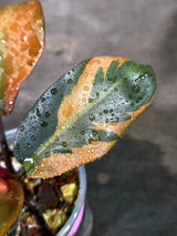Variegated Black Cardinal Philodendron Live Plant  (Sep-11-16-ER)