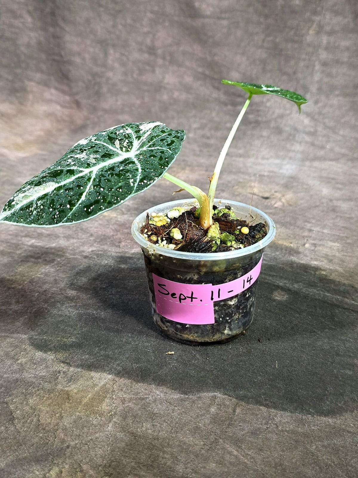 Alocasia Reginula Black Velvet Pink Variegated (Sep-11-14-ER)