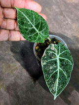 Alocasia Reginula Black Velvet Pink Variegated (Sep-11-14-ER)