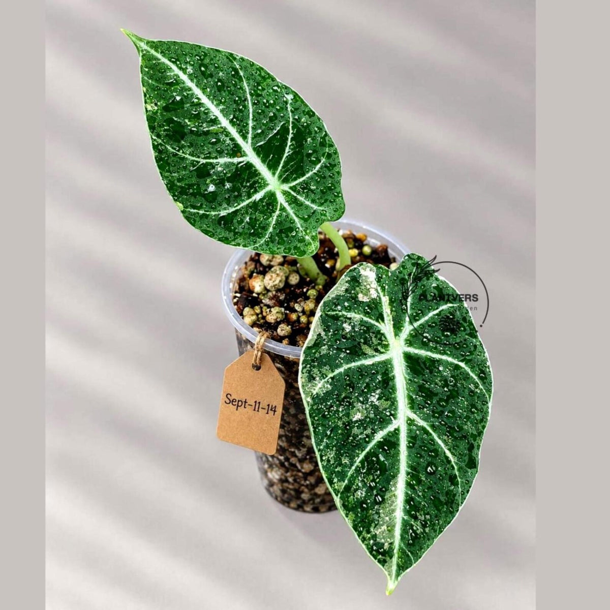 Alocasia Reginula Black Velvet Pink Variegated (Sep-11-14-ER)
