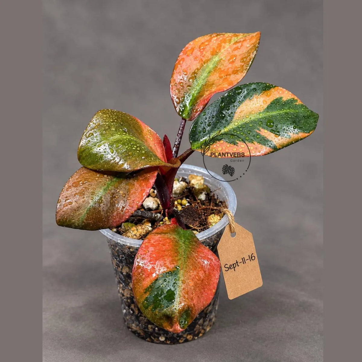 Variegated Black Cardinal Philodendron Live Plant  (Sep-11-16-ER)