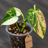Philodendron Orange Melanochrysum Variegated (Sep-11-15-ER)