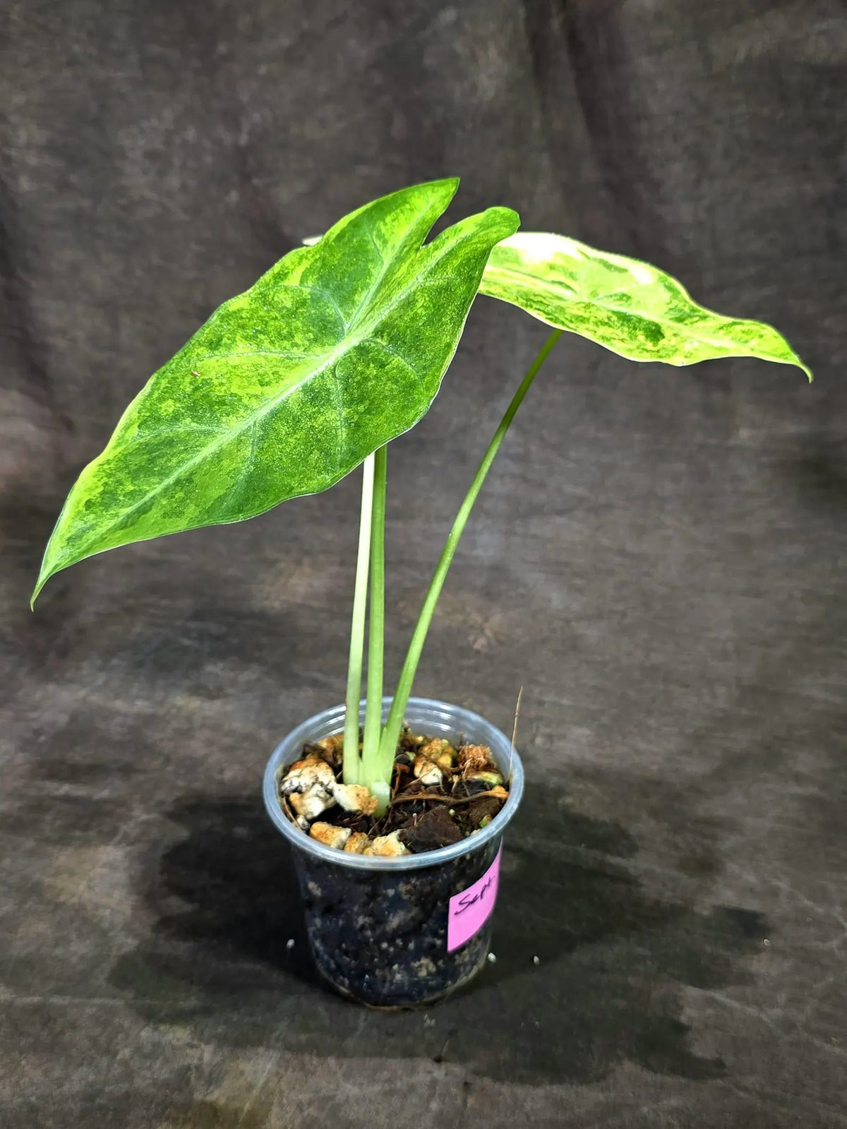 Alocasia Longiloba Aurea Live Plant (Sep-11-10)